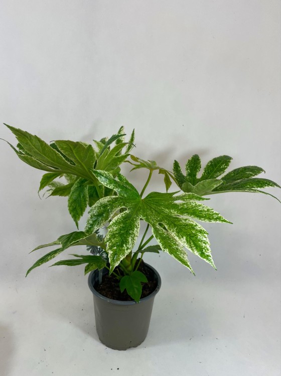 Fatsja Japońska  Fatsia japonica 'Variegata (1).jpg