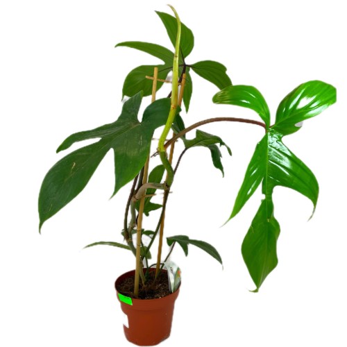 filodendron  philodendron Florida Green (2).jpg