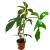 filodendron  philodendron Florida Green (2).jpg