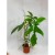 filodendron  philodendron Florida Green (1).jpg