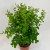 Myrsine africana (2).jpg