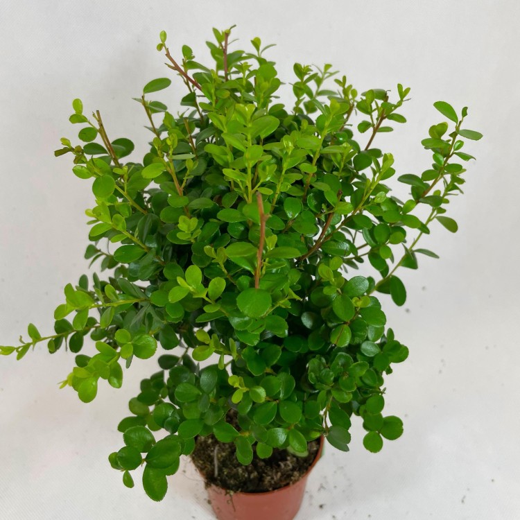 Myrsine africana (2).jpg