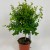 Myrsine africana (3).jpg