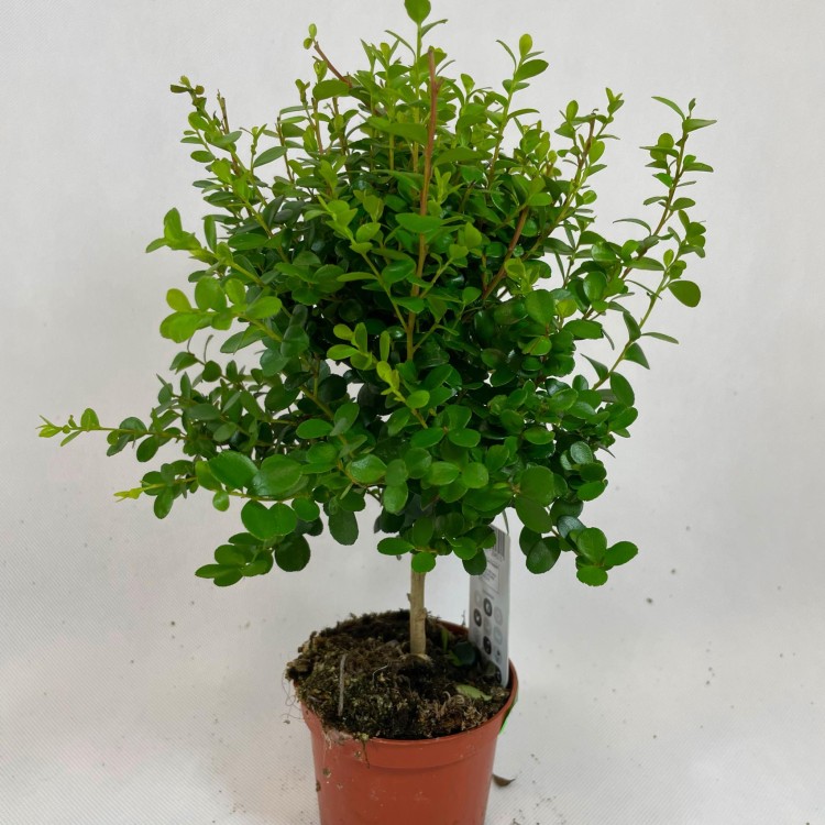 Myrsine africana (3).jpg