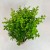 Myrsine africana (4).jpg