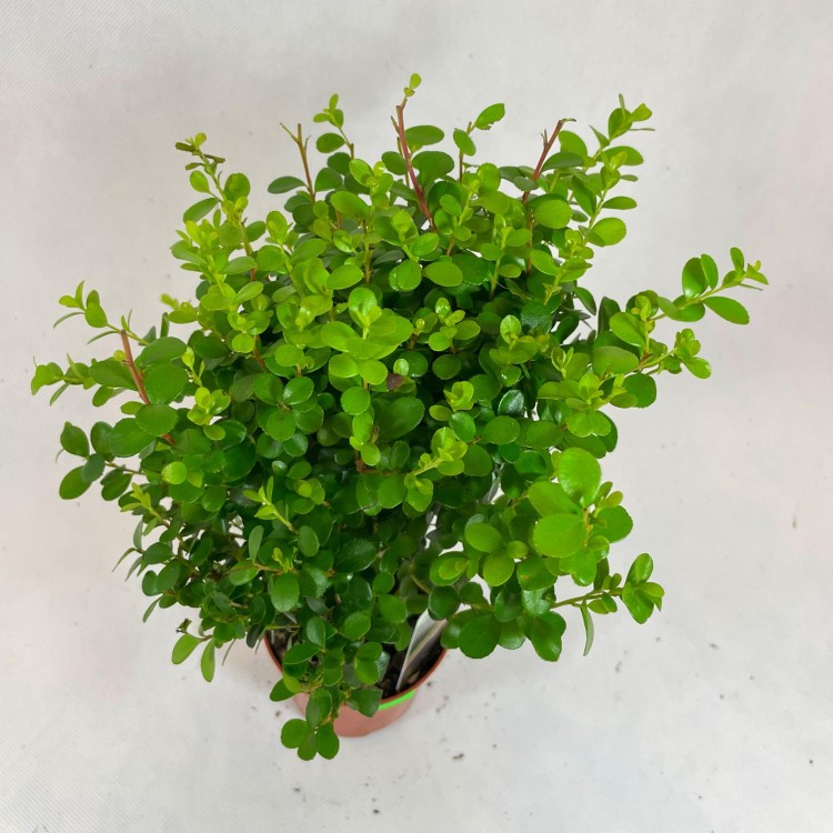 Myrsine africana (4).jpg