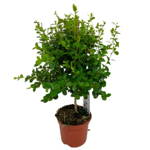 Myrsine africana (5).jpg