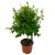 Myrsine africana (5).jpg