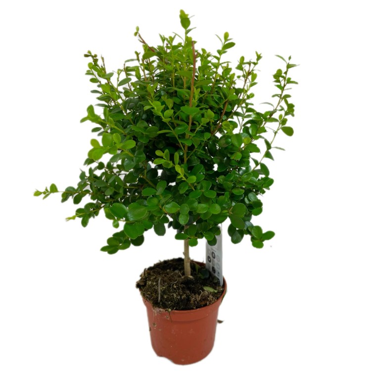Myrsine africana (5).jpg