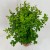 Myrsine africana (1).jpg