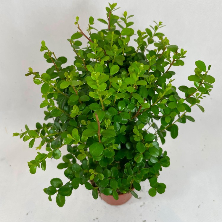 Myrsine africana (1).jpg