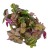 trzykrotka  tradescantia 'quadricolor' DØ 6cm drobnolistna  (2).jpg