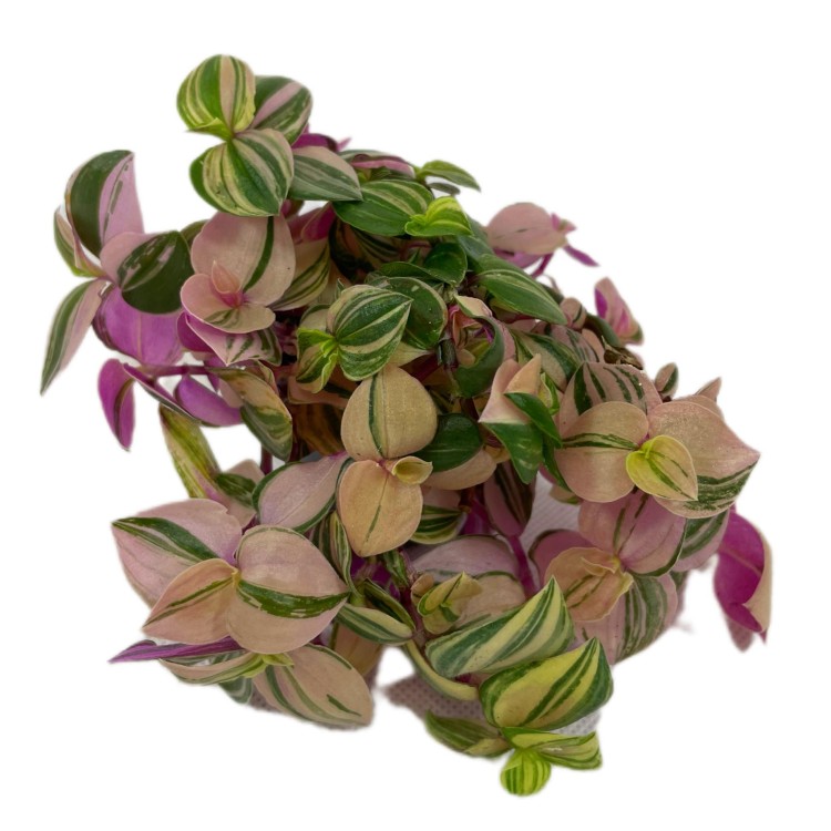 trzykrotka  tradescantia 'quadricolor' DØ 6cm drobnolistna  (2).jpg