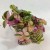 trzykrotka  tradescantia 'quadricolor' DØ 6cm drobnolistna  (3).jpg