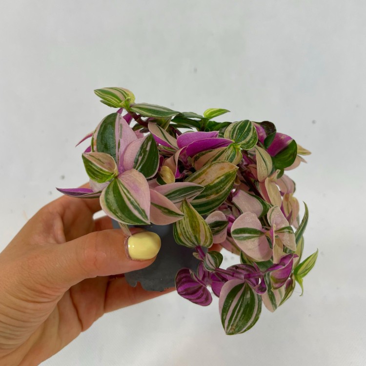 trzykrotka  tradescantia 'quadricolor' DØ 6cm drobnolistna  (5).jpg