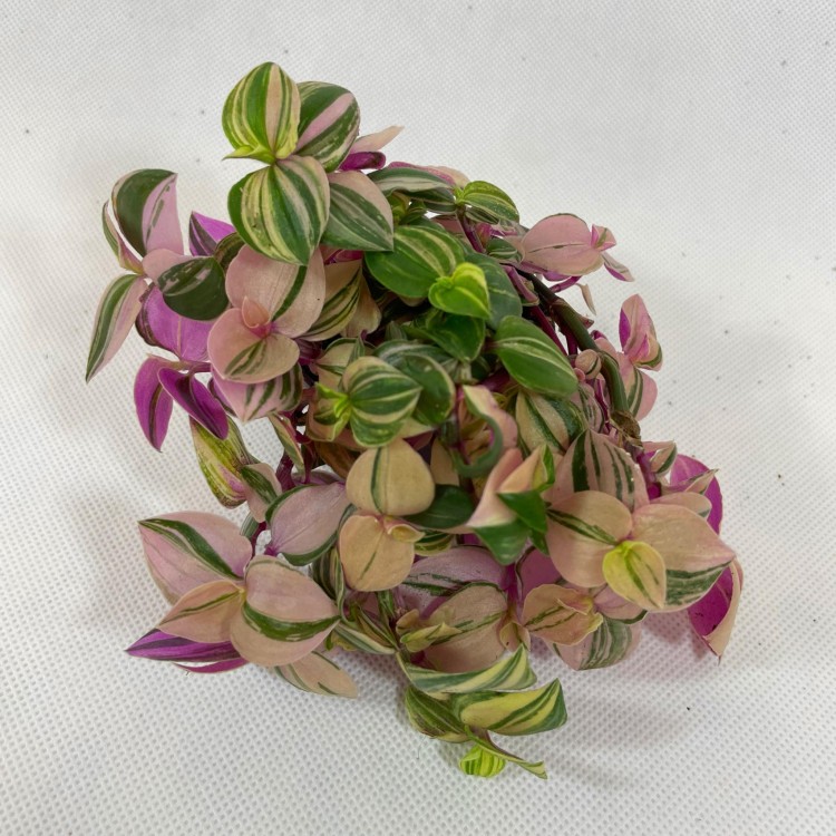 trzykrotka  tradescantia 'quadricolor' DØ 6cm drobnolistna  (1).jpg