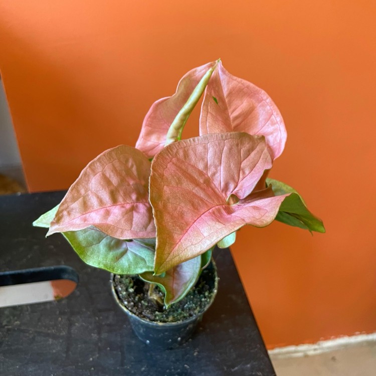 syngonium neon robusta  zroślicha rożowa   (2).jpg