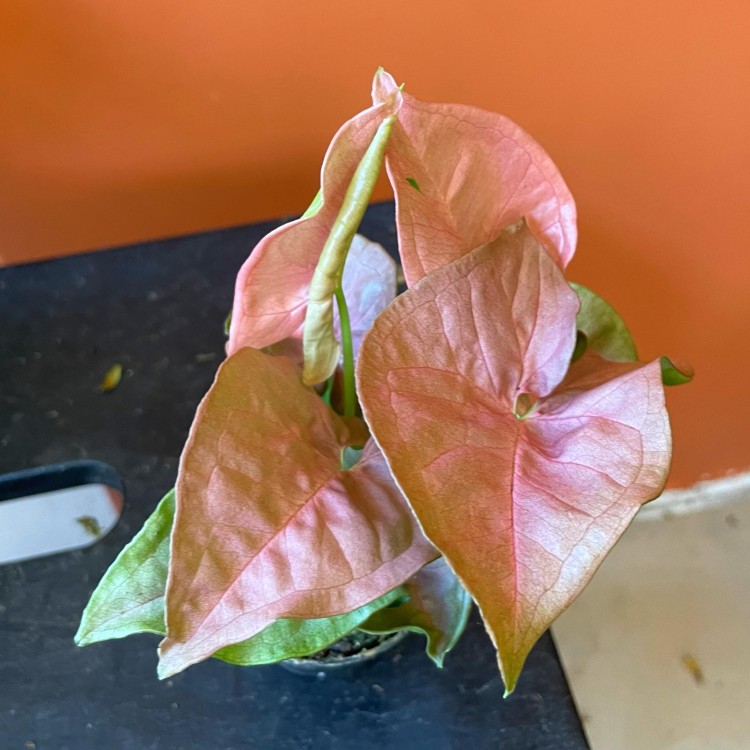 syngonium neon robusta  zroślicha rożowa   (3).jpg