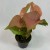 syngonium neon robusta  zroślicha rożowa   (4).jpg