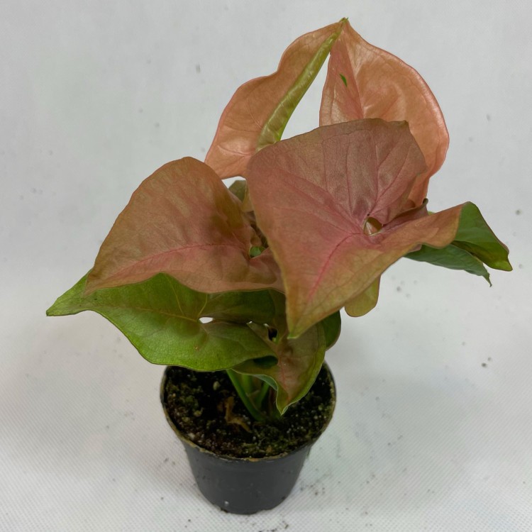 syngonium neon robusta  zroślicha rożowa   (4).jpg