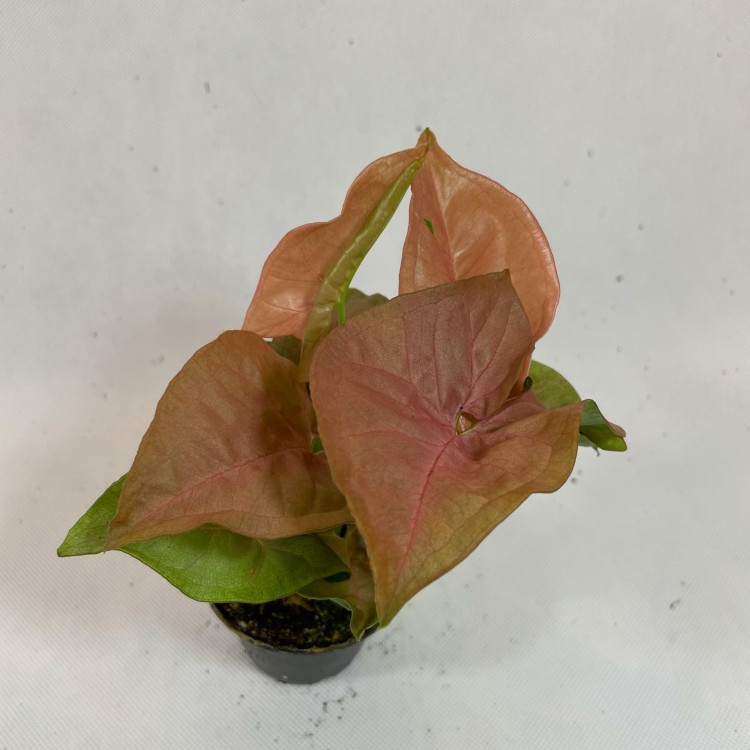syngonium neon robusta  zroślicha rożowa   (5).jpg