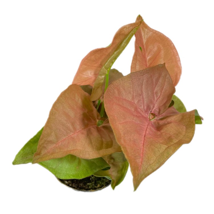 syngonium neon robusta  zroślicha rożowa   (6).jpg
