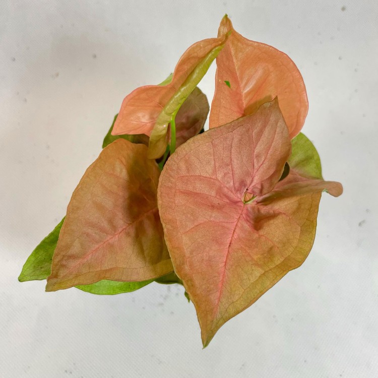 syngonium neon robusta  zroślicha rożowa   (1).jpg