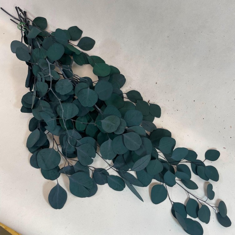 Eukaliptus Populus Stabilizowany (2).jpg