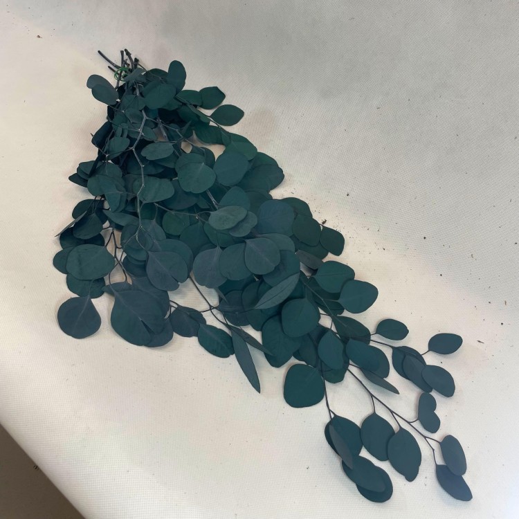 Eukaliptus Populus Stabilizowany (3).jpg