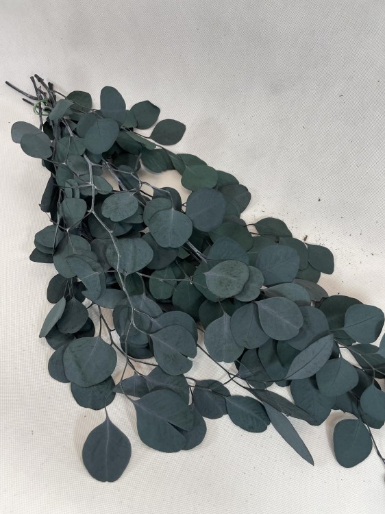 Eukaliptus Populus Stabilizowany (4).jpg