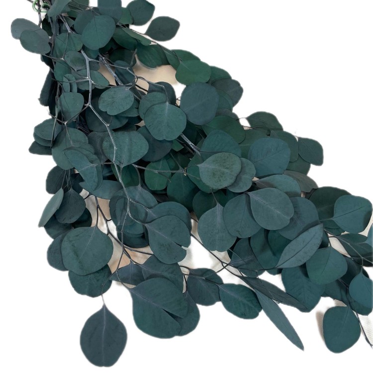 Eukaliptus Populus Stabilizowany (5).jpg