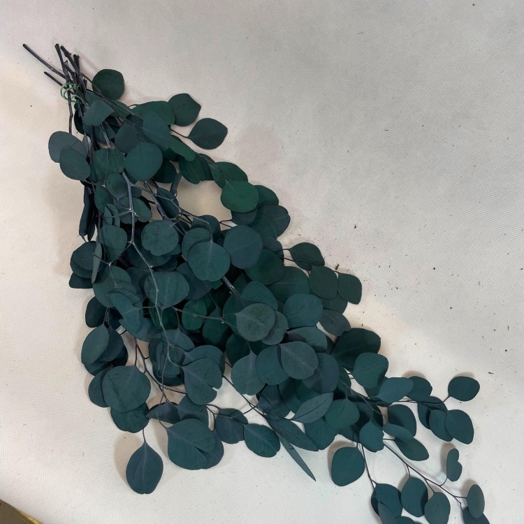 Eukaliptus Populus Stabilizowany (6).jpg