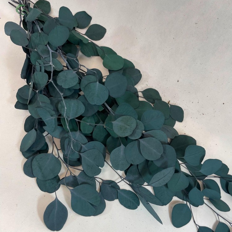 Eukaliptus Populus Stabilizowany (7).jpg