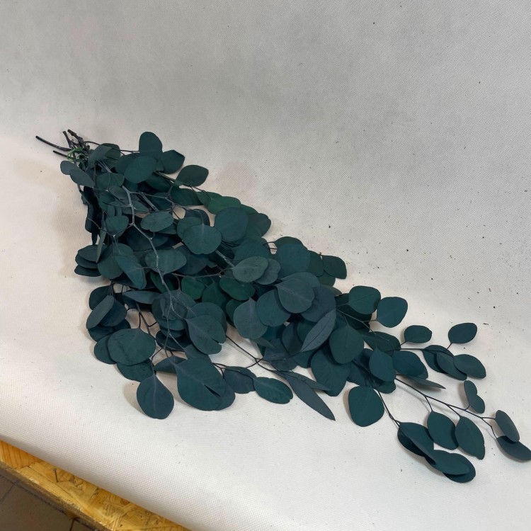 Eukaliptus Populus Stabilizowany (1).jpg