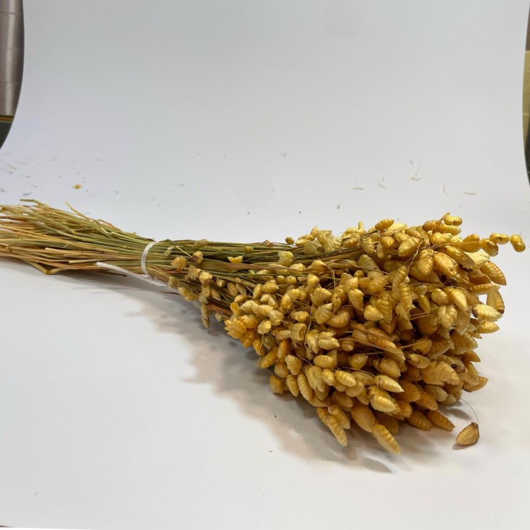 Drżączka Suszona (Briza Maxima) - Naturalna A40 bukiet (2).jpg
