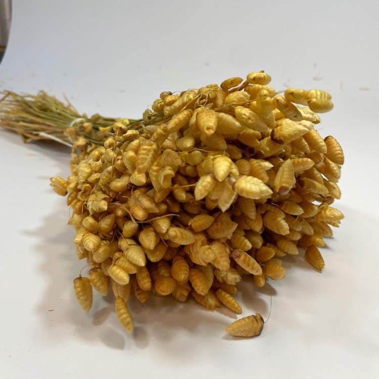 Drżączka Suszona (Briza Maxima) - Naturalna A40 bukiet (4).jpg