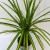 Dracaena marginata 'Sunray' dracena PĘDZEL (2).jpg