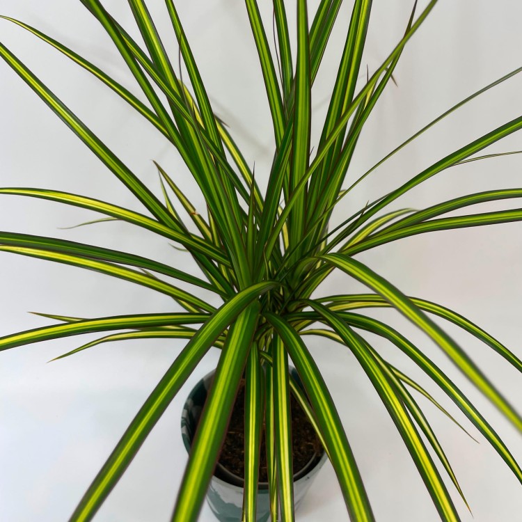 Dracaena marginata 'Sunray' dracena PĘDZEL (2).jpg