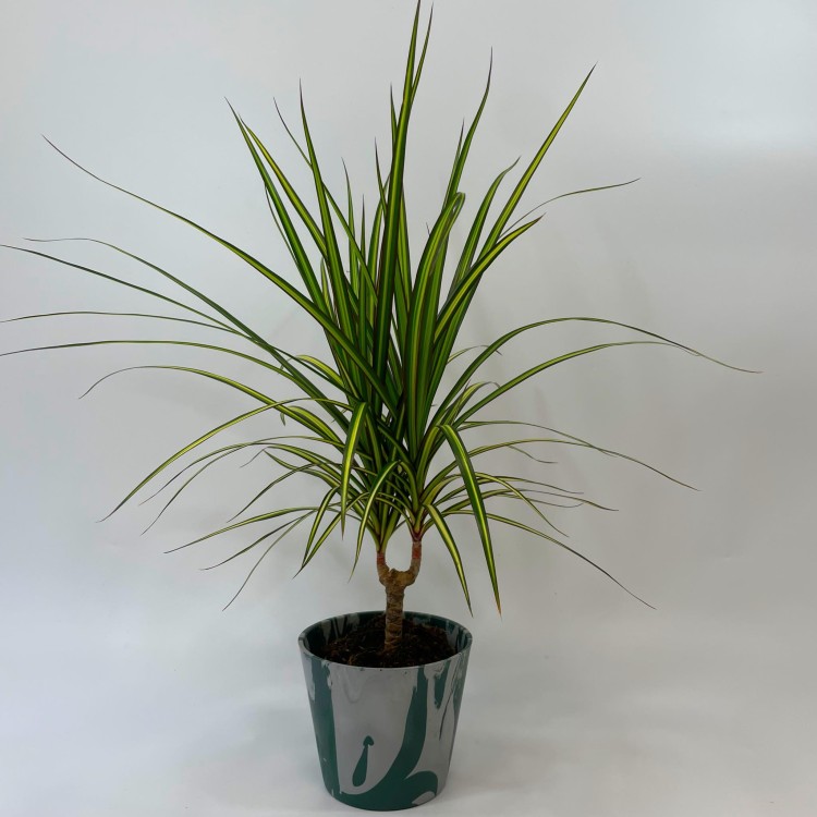 Dracaena marginata 'Sunray' dracena PĘDZEL (3).jpg
