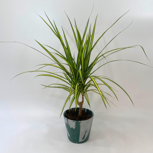 Dracaena marginata 'Sunray' dracena PĘDZEL (4).jpg