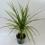 Dracaena marginata 'Sunray' dracena PĘDZEL (5).jpg