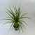 Dracaena marginata 'Sunray' dracena PĘDZEL (1).jpg