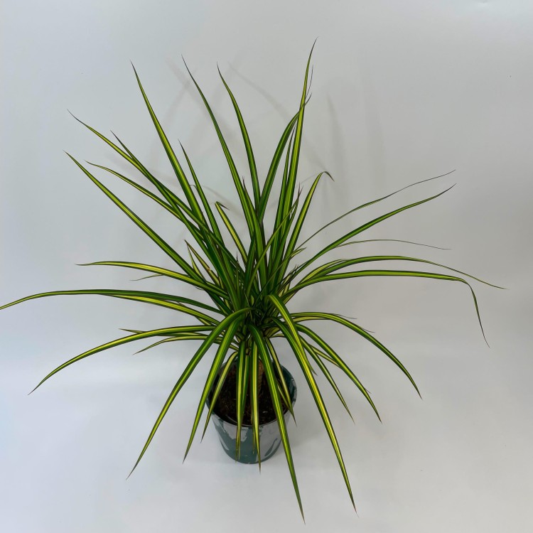 Dracaena marginata 'Sunray' dracena PĘDZEL (1).jpg