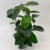 Stephanotis floribunda (2).jpg