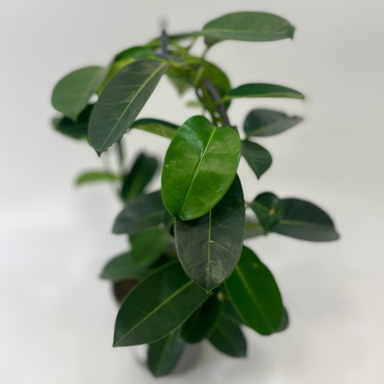 Stephanotis floribunda (2).jpg