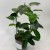 Stephanotis floribunda (3).jpg