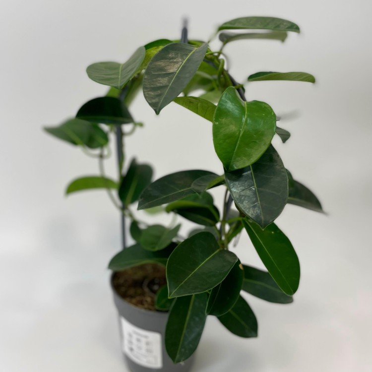 Stephanotis floribunda (3).jpg