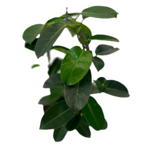 Stephanotis floribunda (1).jpg