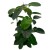 Stephanotis floribunda (1).jpg