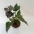anthurium black love (2).jpg